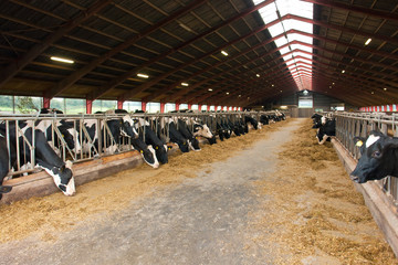 Modern farm cowshed with cows - obrazy, fototapety, plakaty