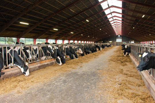 Modern farm cowshed with cows