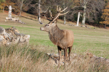 Red deer.