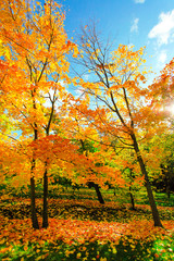 Fototapeta na wymiar beautiful autumn park