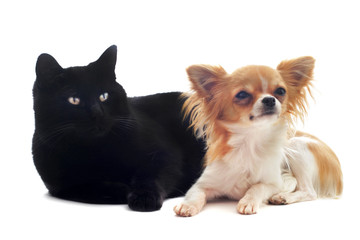 chihuahua et chat noir