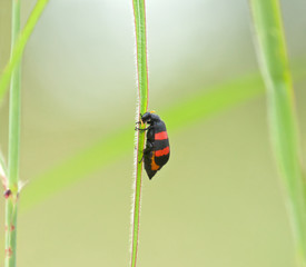 Two-banded Blister-beetle