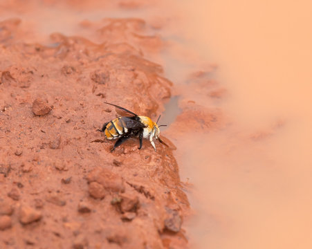 Gambia Bee