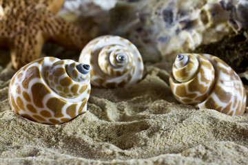 Sea shells.