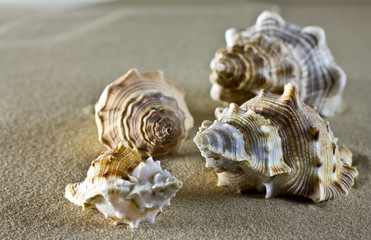 Sea shells.