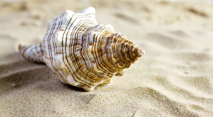 Sea shells.
