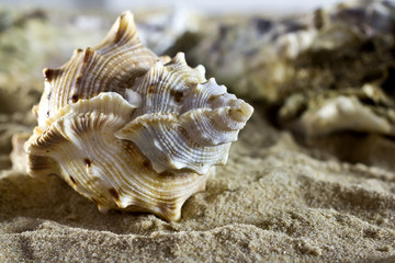 Sea shells.