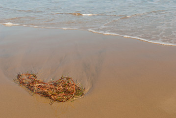Obraz premium Seaweed