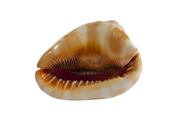cowrie shell