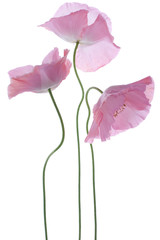 Fototapeta premium poppy