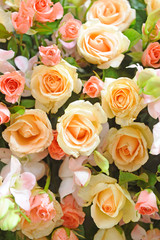 Beautiful Roses Background