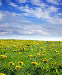 Fototapeta premium Summer landscape with dandelion meadow