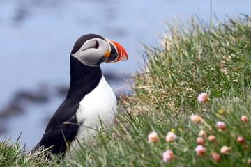 puffin