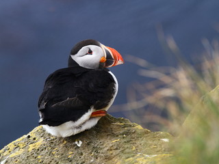 puffin