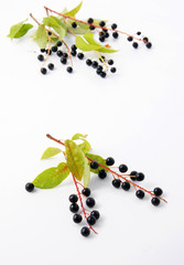 Branches of bird cherry tree on a white background