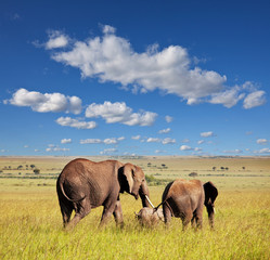 Obraz premium Elephants