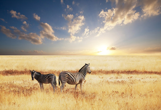 Fototapeta Zebra