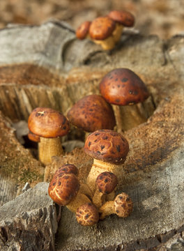 Pholiota aurivella - wood-destroying  mushroom