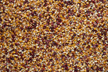 Corn seeds