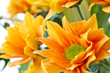 orange flowers Chrysanthemum