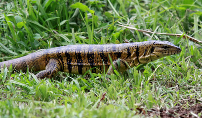 Goldteju (Tupinambis teguixin), Trinidad