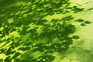 Lesser duckweed and shadows of leaves