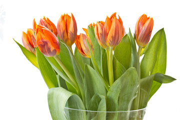 reddish orange tulips