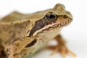 frog