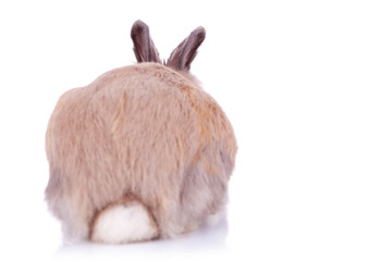 back view of a cute brown little rabbit © Viorel Sima