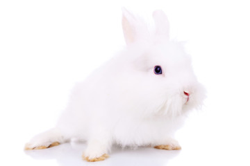 side view of a cute little white bunny