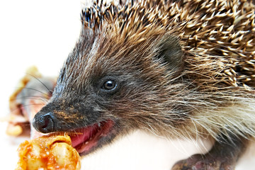 hedgehog