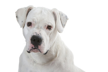 portrait du jeune dogue argentin - dogo argentino