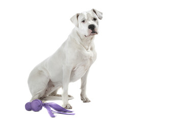 dogue d'Argentine assis de profil