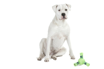 dogue argentin assis devant son jouet