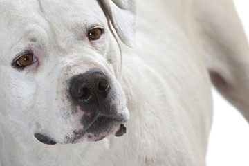 regard tendre du dogue argentin