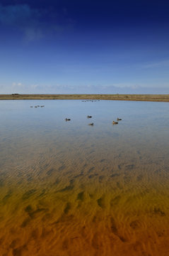 appeaux pour chasse aux canards