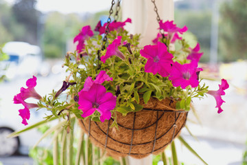 Pink flower in vase