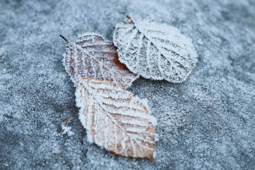 Fototapeta na wymiar liści w zimie