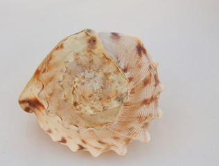 sea shell