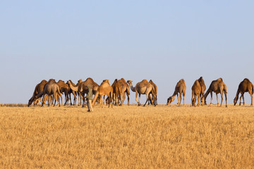 Camels herd in desert