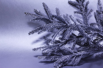 Silver branch of fir tree