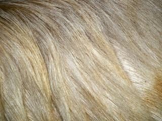 Fur background