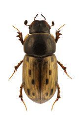 Aphodius conspurcatus