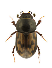Aphodius paykulli