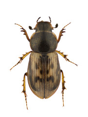 Aphodius obliteratus
