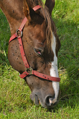 Pferd