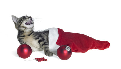 Christmas cat in red jelly bag cap