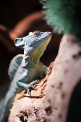 Green Plumed Basilisk lizard
