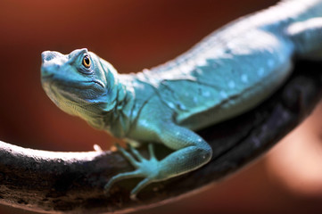 Green Basilisk lizard
