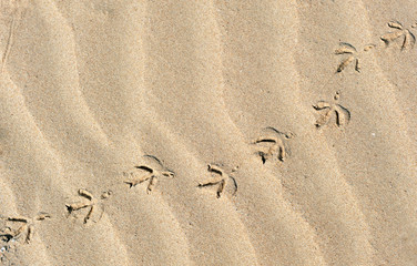 Fototapeta na wymiar Huellas de ave en la arena